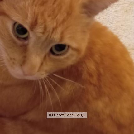 Foto 3/4 Memew Chat perdido en Villeurbanne