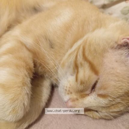 Foto 4/4 Memew Chat perdido en Villeurbanne