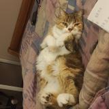 Foto del gato perdido en 38380 St Laurent Du Pont