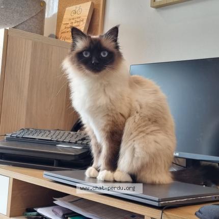Foto 1/1 Sherlock Chat perdido en Sainte pazannz
