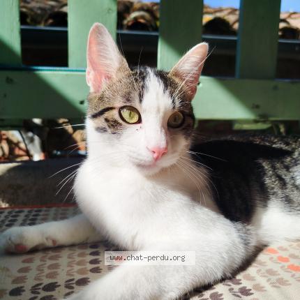 Foto 1/1 Gnocchi Chat perdido en Revel