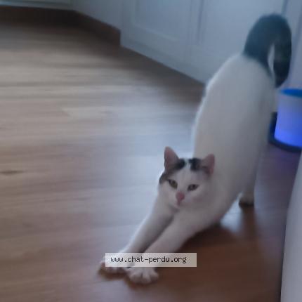 Foto 1/1 Saphir Chat perdido en Vierzon