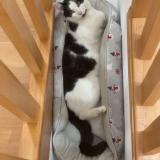 Foto del gato perdido en Saint Clair Sur Les Monts