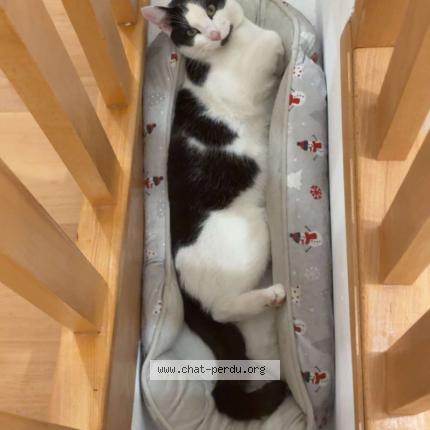 Foto 1/1 VOLT Chat perdido en Saint clair sur les monts