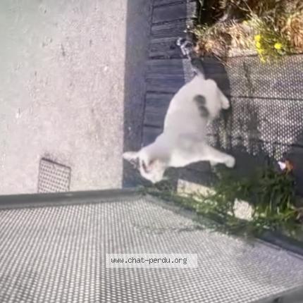 Foto 1/1 Gato encontrado Encontrado en Vaulx en velin