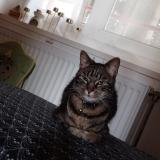 Foto del gato perdido en Blainville Sur L Eau