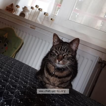 Foto 1/1 Tirage Chat perdido en Blainville sur l eau