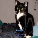 Foto del gato perdido en Tinqueux