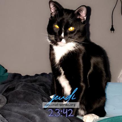 Foto 1/1 &Eacute;clair Chat perdido en Tinqueux