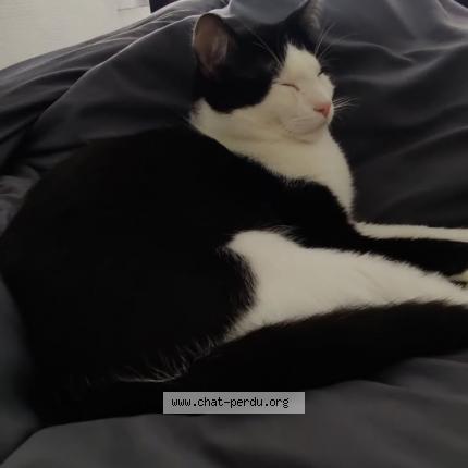 Foto 1/1 Sousou Chat perdido en Culoz