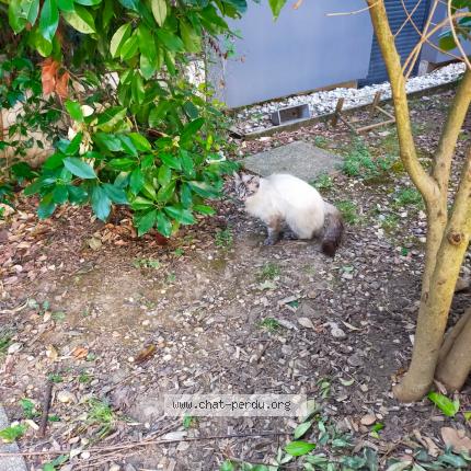 Foto 1/1 Gato encontrado Encontrado en 69003