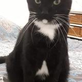 Foto del gato perdido en Cozes