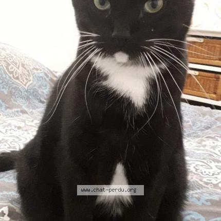 Foto 1/1 Jos&eacute; Chat perdido en Cozes