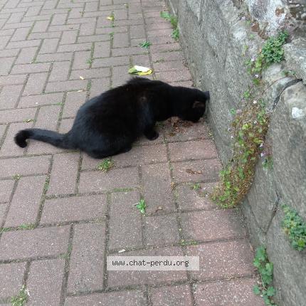 Foto 1/1 Gato encontrado Encontrado en Lille