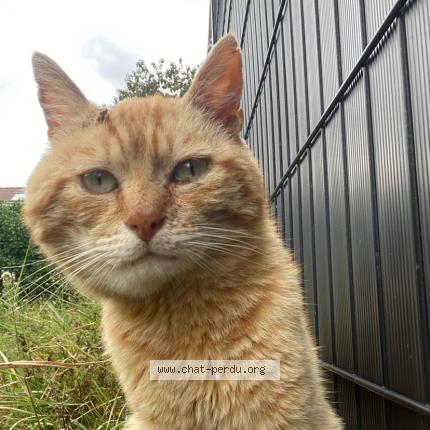 Foto 1/1 Gato encontrado Encontrado en Croix