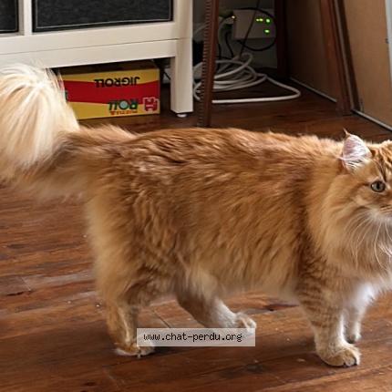 Foto 2/5 Silvestre Chat perdido en Huisseau sur mauves