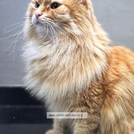 Foto 3/5 Silvestre Chat perdido en Huisseau sur mauves