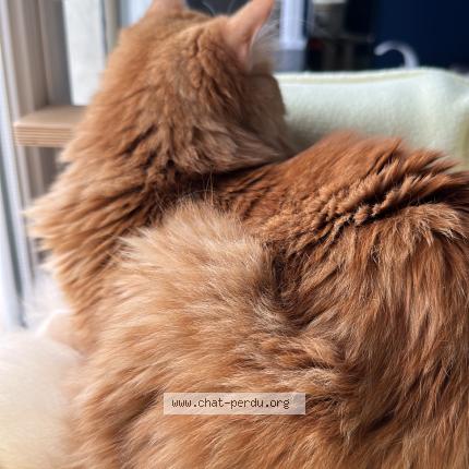 Foto 4/5 Silvestre Chat perdido en Huisseau sur mauves