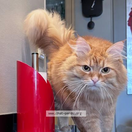 Foto 5/5 Silvestre Chat perdido en Huisseau sur mauves