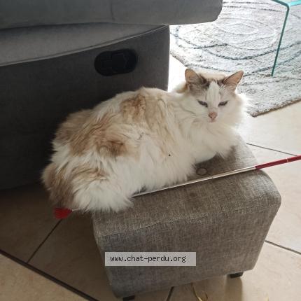 Foto 1/1 Roméo Chat perdido en Argentre