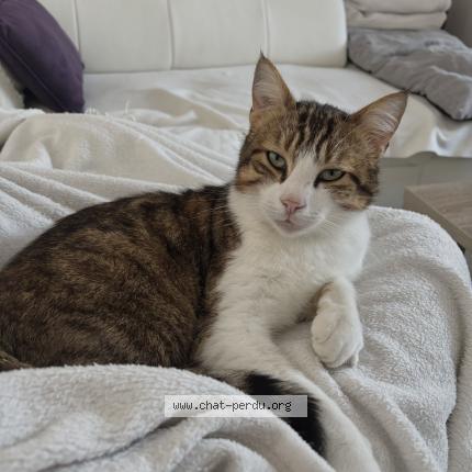 Foto 1/1 Tigrou Chat perdido en Morainvillier