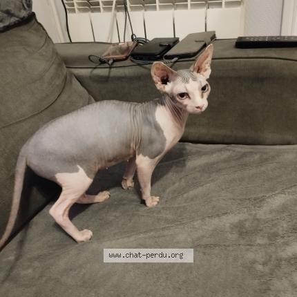 Foto 1/1 UMIE Chat perdido en Bois guillaume