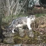 Foto del gato perdido en Amanvillers