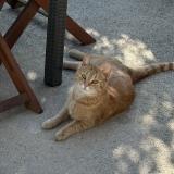 Foto del gato perdido en Saint Martin Boulogne