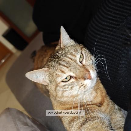 Foto 1/1 Kitty Chat perdido en Vif
