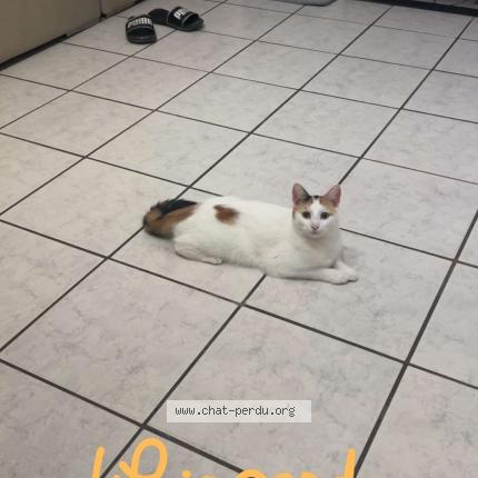 Foto 1/1 Laïka Chat perdido en La frenaye