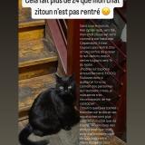 Foto del gato perdido en Toulouse