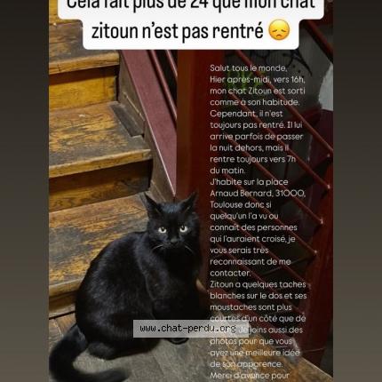 Foto 1/1 Zitoun Chat perdido en Toulouse