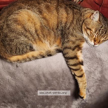 Foto 1/1 Puck Chat perdido en Aramon