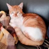 Foto del gato perdido en Caubios Loos