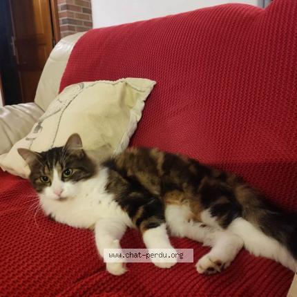 Foto 1/1 Olaf Chat perdido en Romescamps