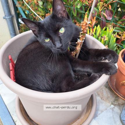 Foto 1/1 Athena Chat perdido en Sorigny