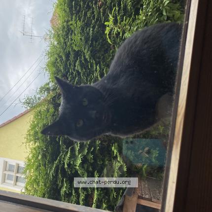 Foto 1/1 Koko Chat perdido en Flaxlanden