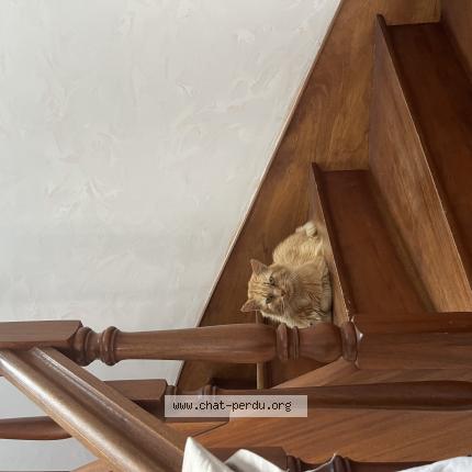 Foto 1/1 Monsieur le chat Chat perdido en St georges de montaigu