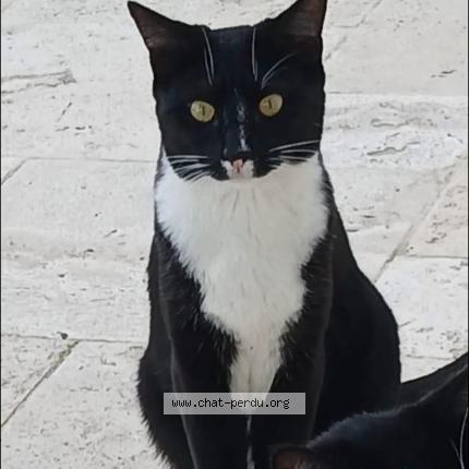 Foto 1/1 Zebda Chat perdido en Le pouget