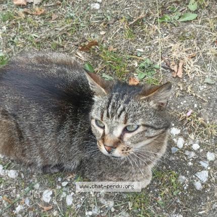 Foto 1/1 Mimile Chat perdido en Comus