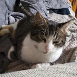 Foto del gato perdido en Montreuil Sur Loir