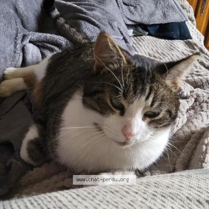 Foto 1/1 Toulouse Chat perdido en Montreuil sur loir