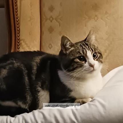 Foto 1/1 Layla Chat perdido en Creteil