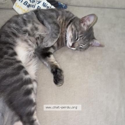 Foto 1/1 Nalou Chat perdido en Nice