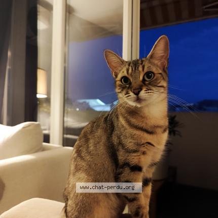 Foto 1/1 Rime Chat perdido en Marseille