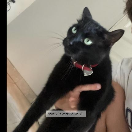 Foto 1/1 Opale Chat perdido en Arras