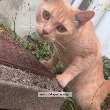 Foto 1/1 Roukin Chat perdido en Calais