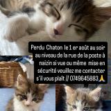 Foto del gato perdido en Naizin