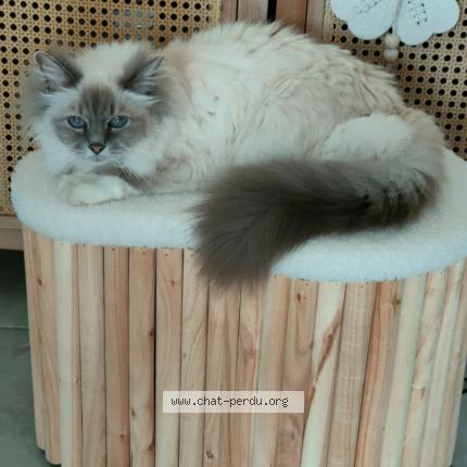 Foto 1/1 Plume Chat perdido en La cote saint andre