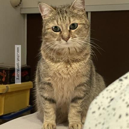 Foto 1/1 MOON Chat perdido en La baule